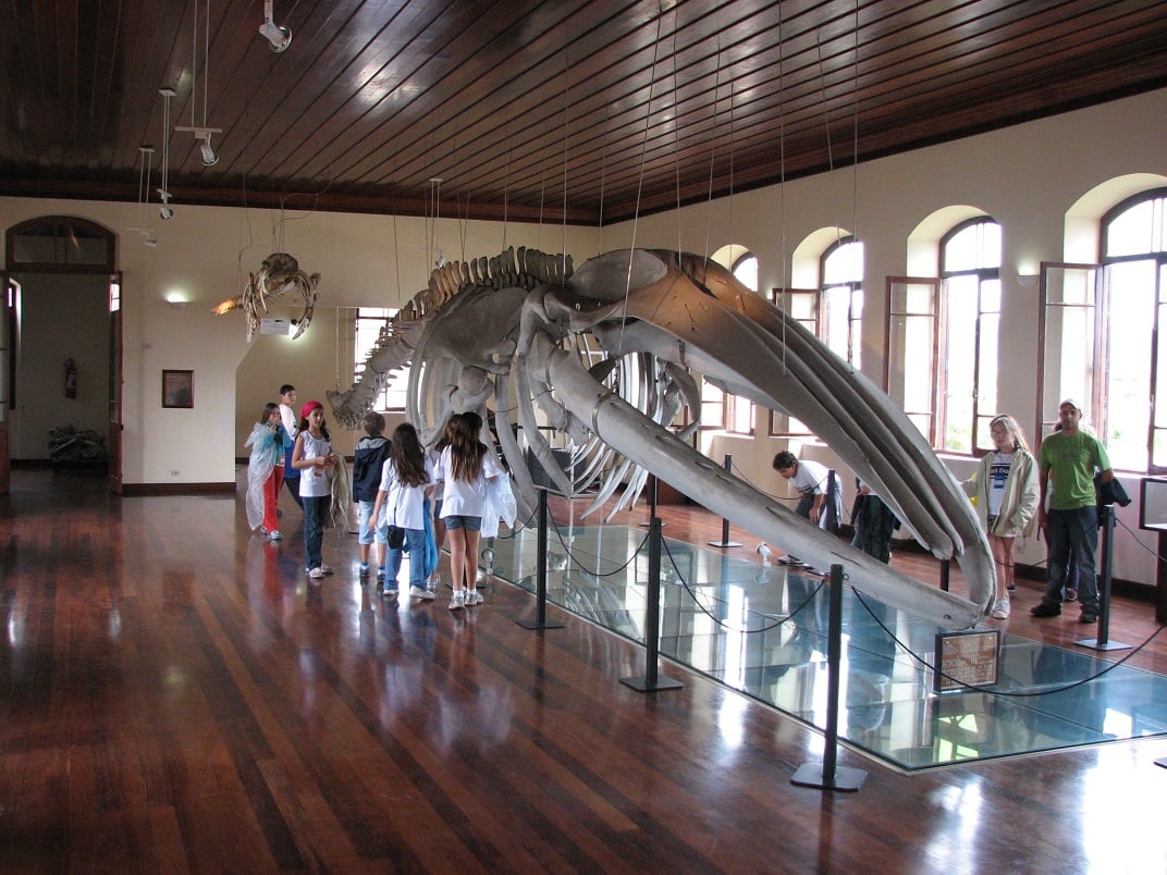 O que fazer em Santos: ir ao Museu de Pesca