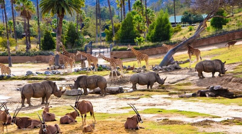 O que fazer em San Diego: San Diego Zoo e Safari Park