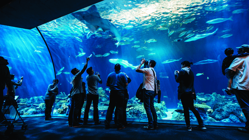 O que fazer em Chicago: Shedd Aquarium