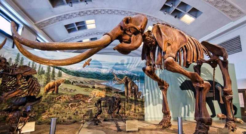  O Que Fazer em Salt Lake City em Utah: Natural History Museum of Utah