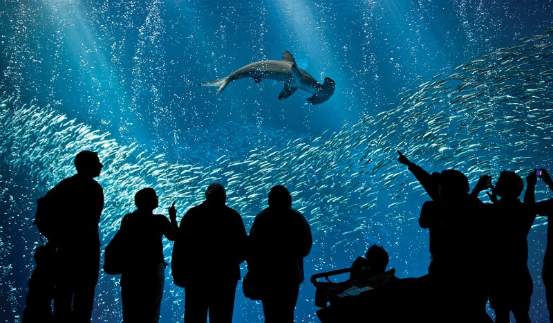O Que Fazer em Monterey: Aquarium de Monterey
