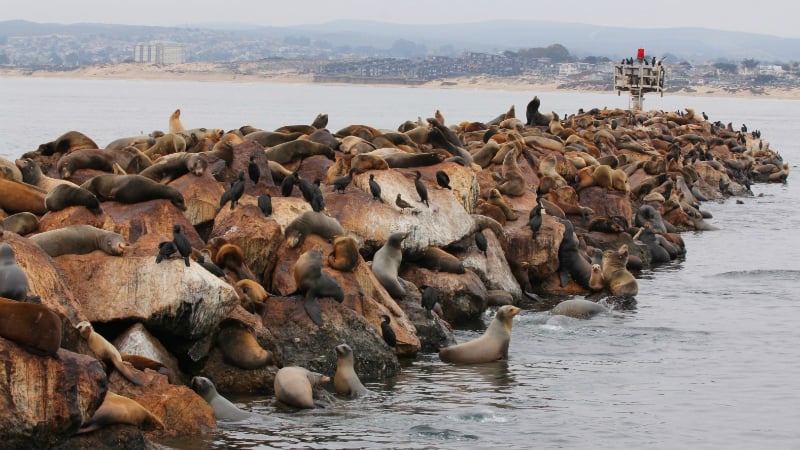 O Que Fazer em Monterey: Costal Guard Pier