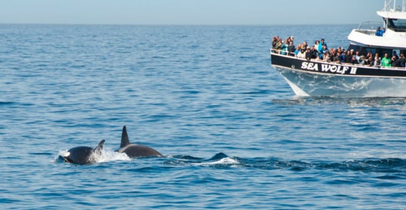 O Que Fazer em Monterey: Passeio de barco para ver as Baleias e os Golfinhos