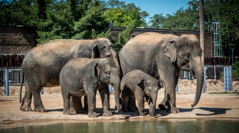 O Que Fazer em Houston: Houston Zoo
