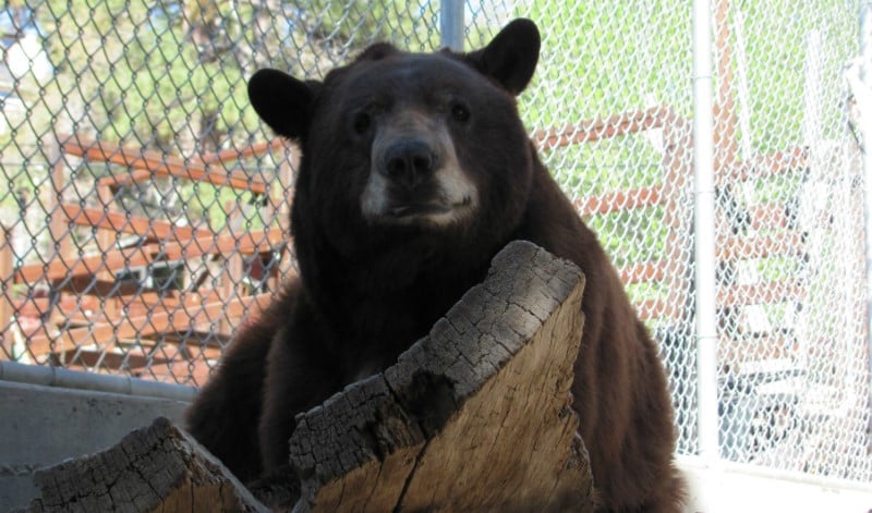 O Que Fazer em Big Bear Lake: Big Bear Alpine Zoo
