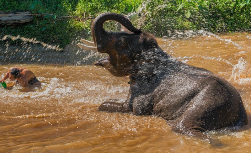 O Que Fazer em Chiang Mai: Ver os elefantes