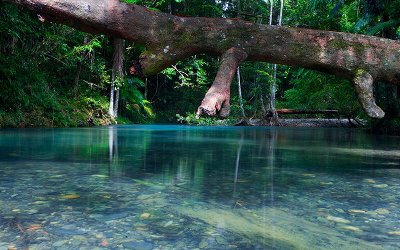 O que fazer em Cairns: Floresta Daintree