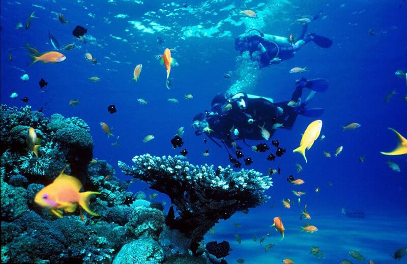 O que fazer em Cairns: Mergulhar