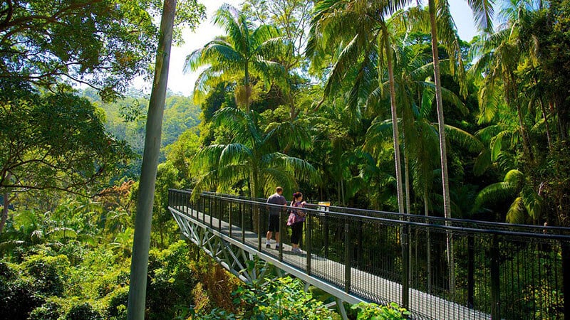 O que fazer em Gold Coast: Tamborine Rainforest Skywalk