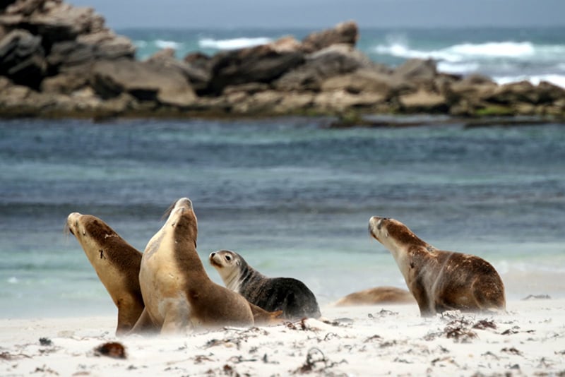 O que fazer na Ilha Kangaroo: Seal Bay Conservation Park