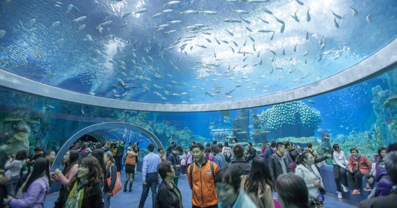 O Que Fazer em Guangzhou: Guangzhou Ocean World