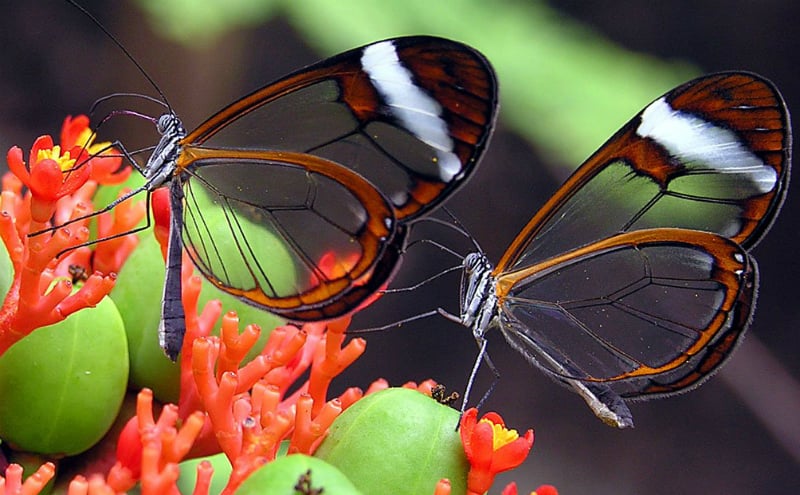 O Que Fazer em Pietermaritzburg: Butterflies for Africa