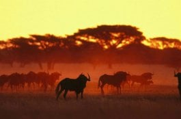 O Que Fazer em Polokwane na África