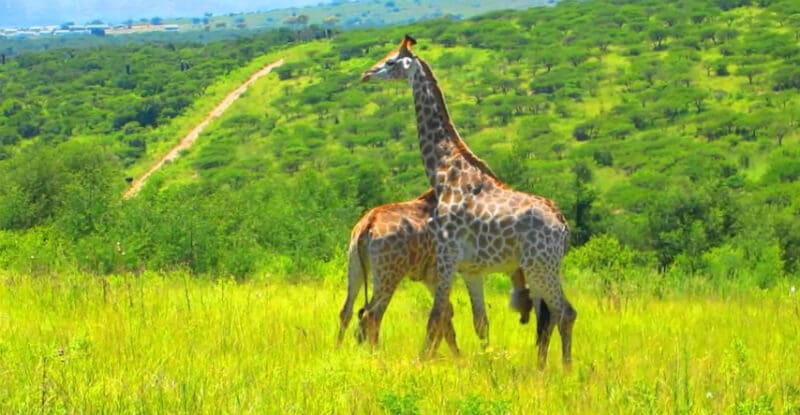 O Que Fazer em Durban: Tala Game Reserve