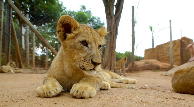 O Que Fazer em Joanesburgo: Lion Park