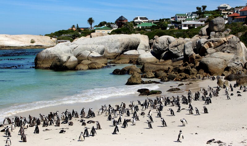 O Que Fazer na Cidade do Cabo: Boulders Beach