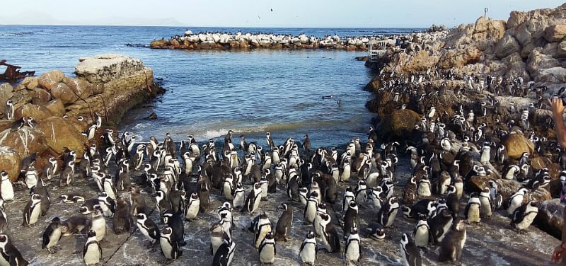 O Que Fazer em Hermanus: Ver os pinguins