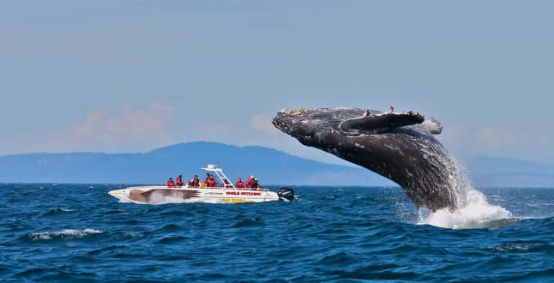 O Que Fazer em Hermanus: Whale Watching