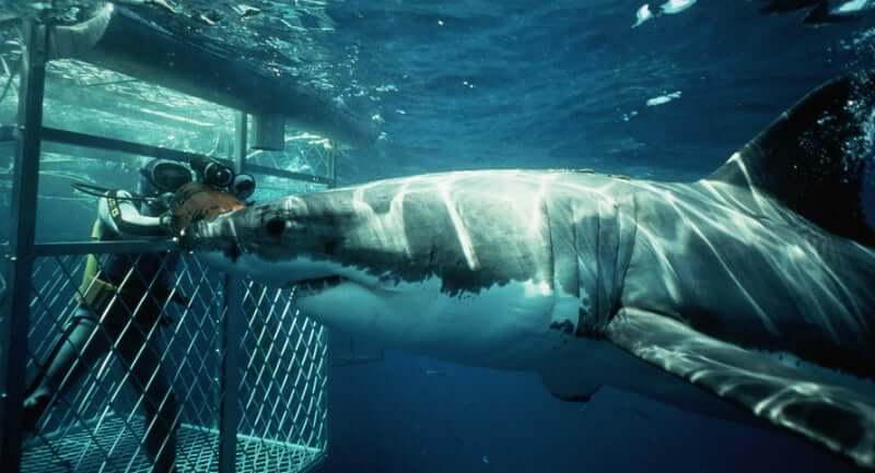 O Que Fazer em Hermanus: Mergulhar com o Grande Tubarão Branco